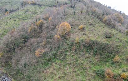 CENTURY 21'DEN PERŞEMBE BOLATLI MAH. 7 DÖNÜM FINDIK BAHÇESİ