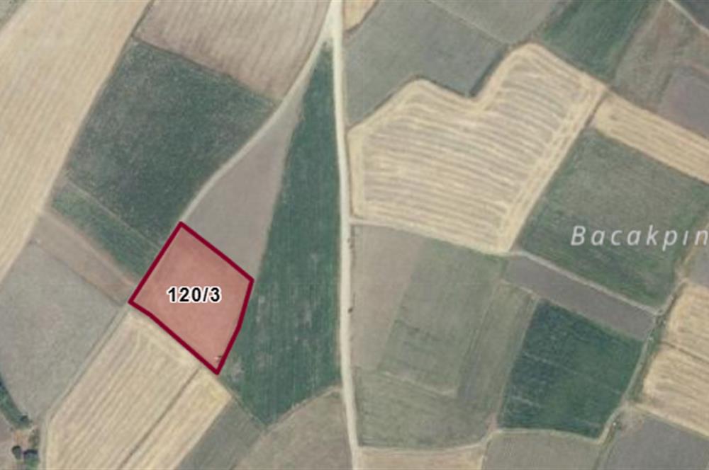 CENTURY21 BAL'DAN YAĞCILARDA SATILIK TARLA