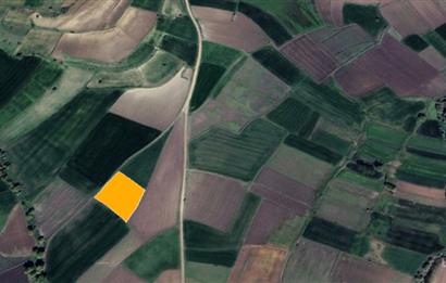 CENTURY21 BAL'DAN YAĞCILARDA SATILIK TARLA