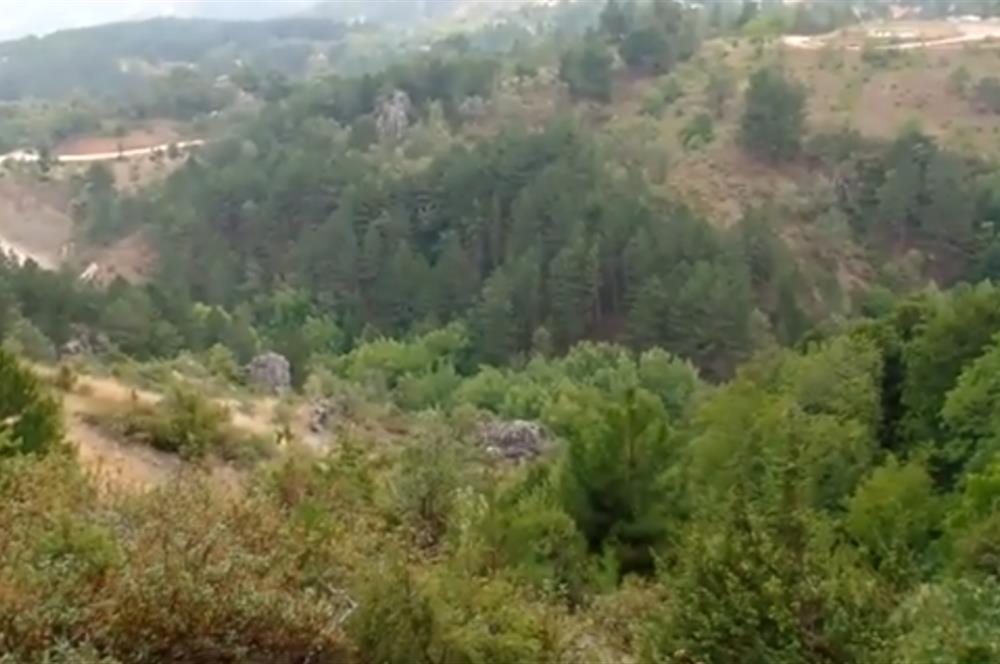 Balıkesir Bigadiç Yukarıçamlı SATILIK TARLA C21 Bal