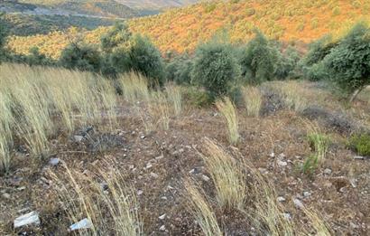 4,5 DÖNÜM GÖL MANZARALI ZEYTİNLİK KUPON FİYATA