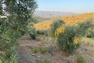 4,5 DÖNÜM GÖL MANZARALI ZEYTİNLİK KUPON FİYATA - 2 - 30788