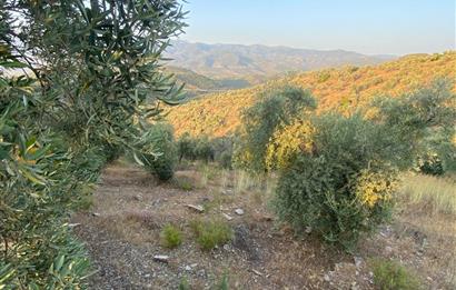 4,5 DÖNÜM GÖL MANZARALI ZEYTİNLİK KUPON FİYATA