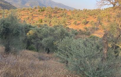 4,5 DÖNÜM GÖL MANZARALI ZEYTİNLİK KUPON FİYATA