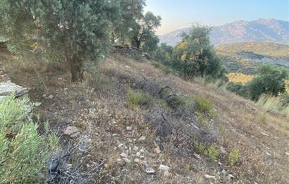 4,5 DÖNÜM GÖL MANZARALI ZEYTİNLİK KUPON FİYATA