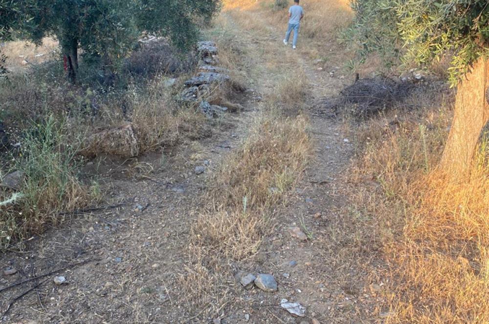 4,5 DÖNÜM GÖL MANZARALI ZEYTİNLİK KUPON FİYATA