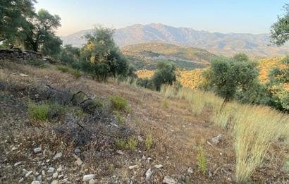 4,5 DÖNÜM GÖL MANZARALI ZEYTİNLİK KUPON FİYATA