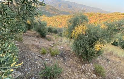 4,5 DÖNÜM GÖL MANZARALI ZEYTİNLİK KUPON FİYATA