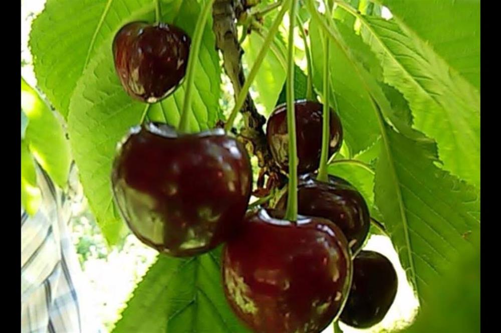 Balıkesir Bigadiç Yukarıçamlı SATILIK TARLA C21 Bal