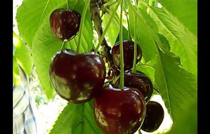 Balıkesir Bigadiç Yukarıçamlı SATILIK TARLA C21 Bal