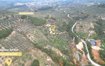 CENTRUY 21 BAL'DAN  EDREMİT HACIASLANLAR MAHALLESİ SATILIK ZEYTİNLİK