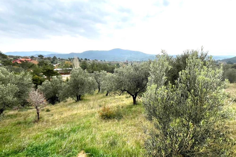 CENTRUY 21 BAL'DAN  EDREMİT HACIASLANLAR MAHALLESİ SATILIK ZEYTİNLİK