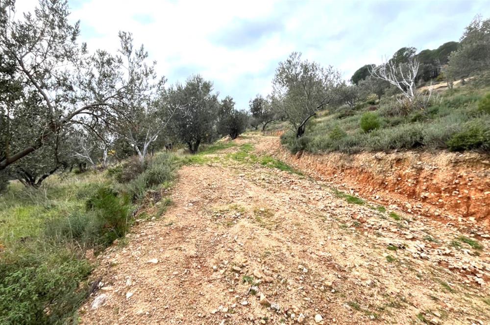 CENTRUY 21 BAL'DAN  EDREMİT HACIASLANLAR MAHALLESİ SATILIK ZEYTİNLİK