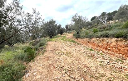 CENTRUY 21 BAL'DAN  EDREMİT HACIASLANLAR MAHALLESİ SATILIK ZEYTİNLİK