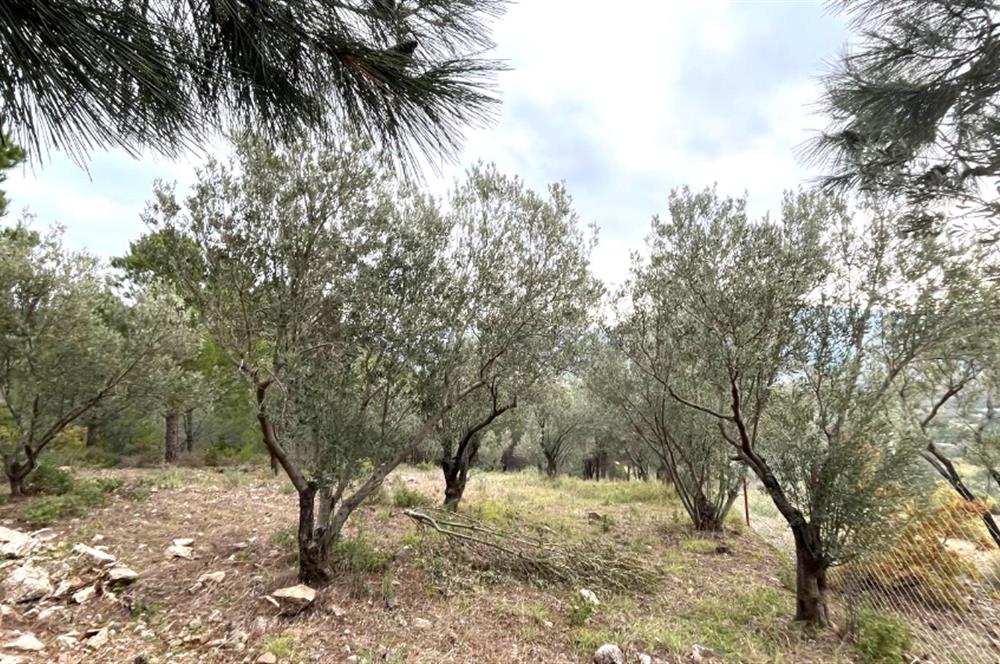 CENTRUY 21 BAL'DAN  EDREMİT HACIASLANLAR MAHALLESİ SATILIK ZEYTİNLİK