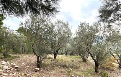 CENTRUY 21 BAL'DAN  EDREMİT HACIASLANLAR MAHALLESİ SATILIK ZEYTİNLİK