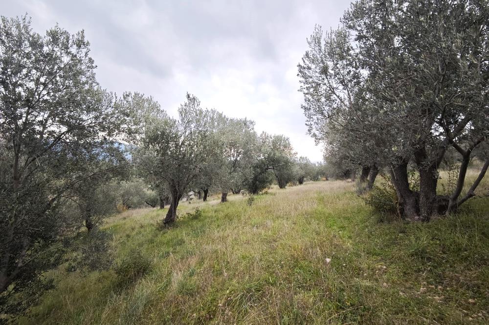 CENTRUY 21 BAL'DAN  EDREMİT HACIASLANLAR MAHALLESİ SATILIK ZEYTİNLİK