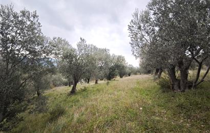 CENTRUY 21 BAL'DAN  EDREMİT HACIASLANLAR MAHALLESİ SATILIK ZEYTİNLİK