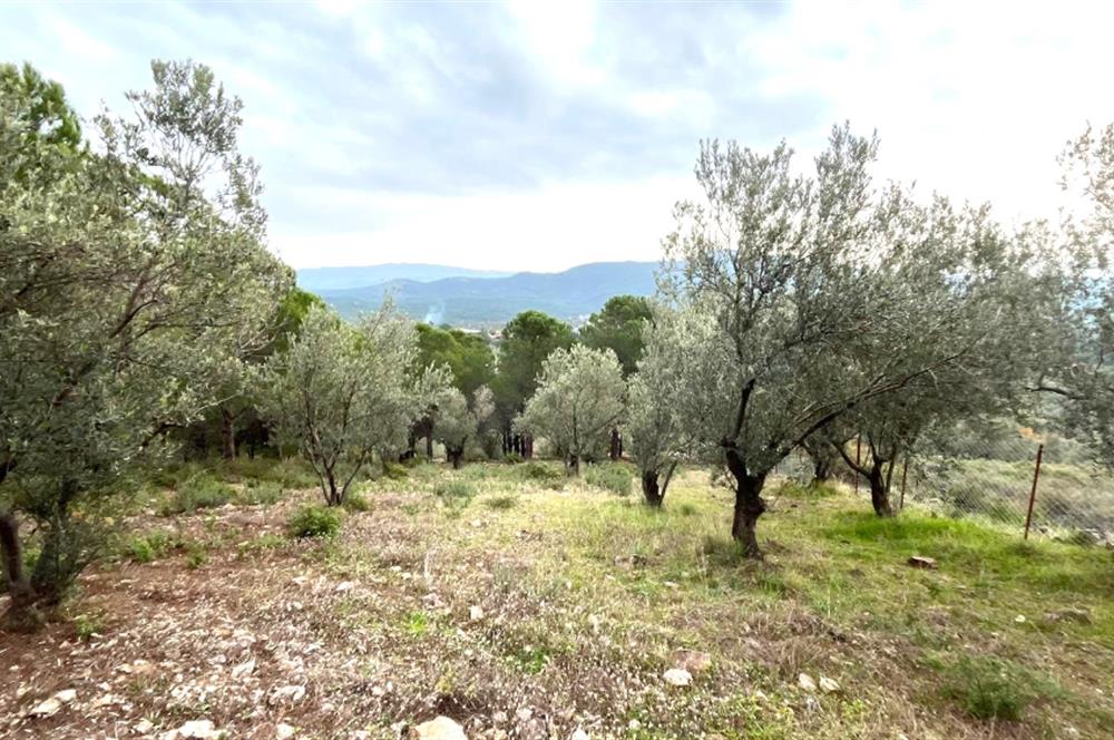 CENTRUY 21 BAL'DAN  EDREMİT HACIASLANLAR MAHALLESİ SATILIK ZEYTİNLİK