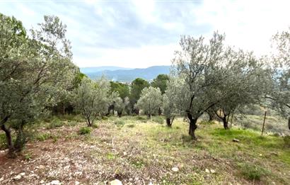 CENTRUY 21 BAL'DAN  EDREMİT HACIASLANLAR MAHALLESİ SATILIK ZEYTİNLİK