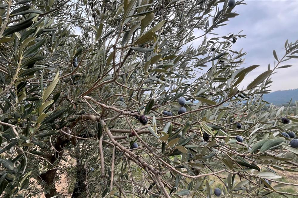 CENTRUY 21 BAL'DAN  EDREMİT HACIASLANLAR MAHALLESİ SATILIK ZEYTİNLİK