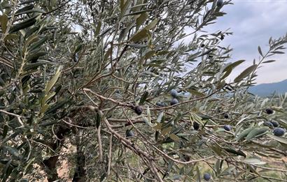 CENTRUY 21 BAL'DAN  EDREMİT HACIASLANLAR MAHALLESİ SATILIK ZEYTİNLİK