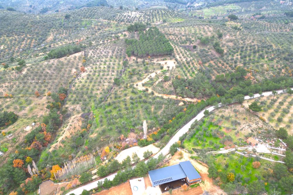 CENTRUY 21 BAL'DAN  EDREMİT HACIASLANLAR MAHALLESİ SATILIK ZEYTİNLİK