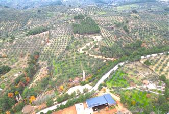 CENTRUY 21 BAL'DAN  EDREMİT HACIASLANLAR MAHALLESİ SATILIK ZEYTİNLİK - 1 - 30847