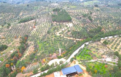 CENTRUY 21 BAL'DAN  EDREMİT HACIASLANLAR MAHALLESİ SATILIK ZEYTİNLİK