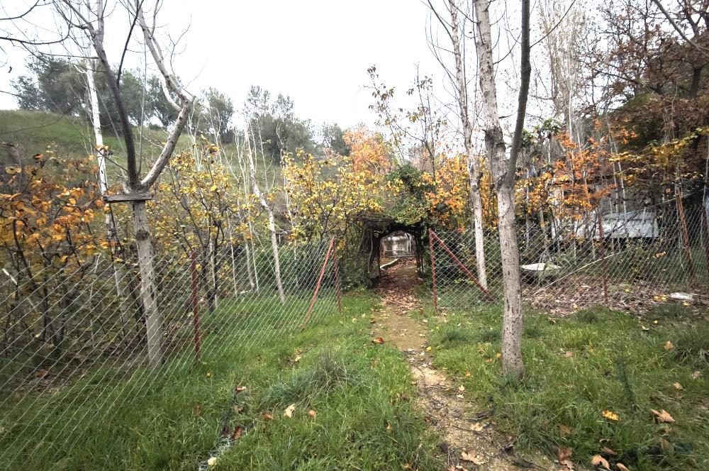 CENTRUY 21 BAL'DAN  EDREMİT HACIASLANLAR MAHALLESİ SATILIK ZEYTİNLİK