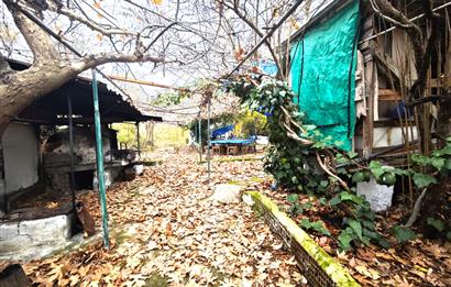 CENTRUY 21 BAL'DAN  EDREMİT HACIASLANLAR MAHALLESİ SATILIK ZEYTİNLİK