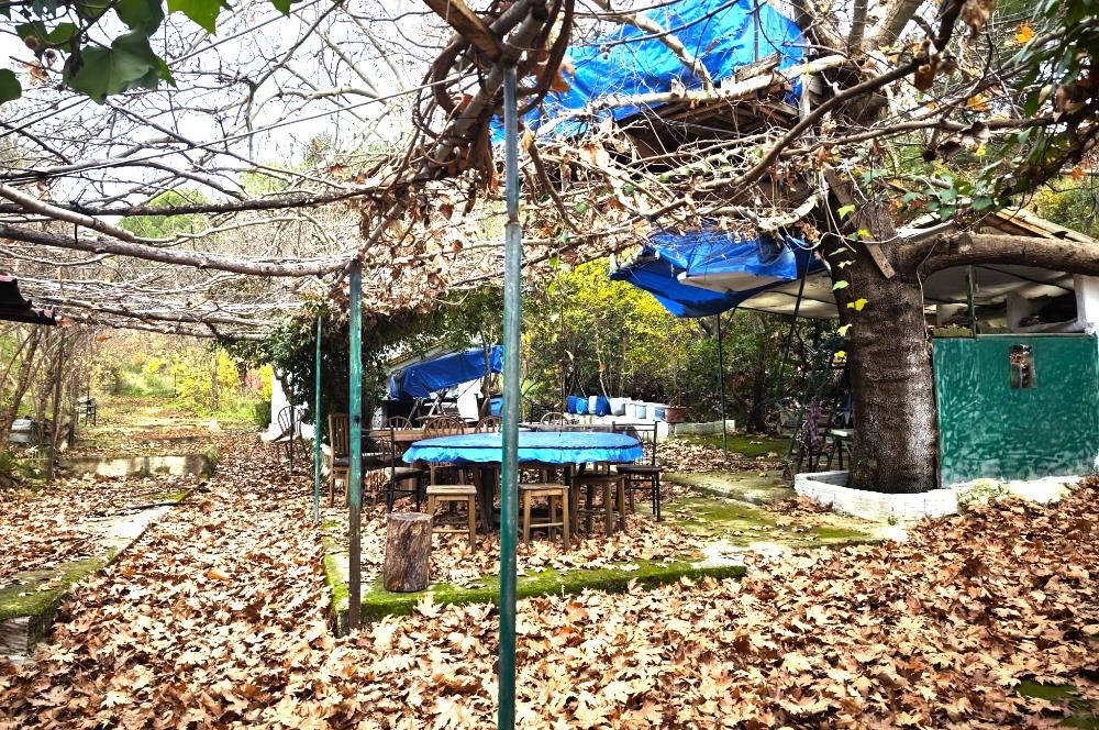 CENTRUY 21 BAL'DAN  EDREMİT HACIASLANLAR MAHALLESİ SATILIK ZEYTİNLİK