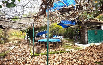 CENTRUY 21 BAL'DAN  EDREMİT HACIASLANLAR MAHALLESİ SATILIK ZEYTİNLİK