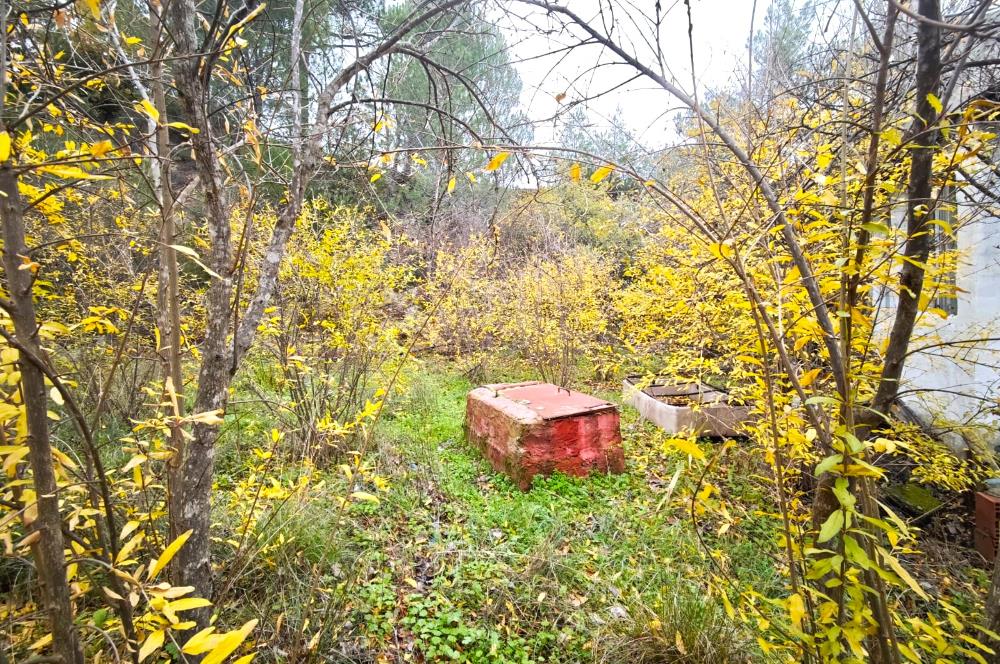 CENTRUY 21 BAL'DAN  EDREMİT HACIASLANLAR MAHALLESİ SATILIK ZEYTİNLİK