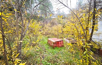 CENTRUY 21 BAL'DAN  EDREMİT HACIASLANLAR MAHALLESİ SATILIK ZEYTİNLİK