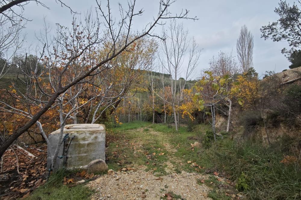 CENTRUY 21 BAL'DAN  EDREMİT HACIASLANLAR MAHALLESİ SATILIK ZEYTİNLİK