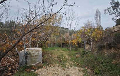 CENTRUY 21 BAL'DAN  EDREMİT HACIASLANLAR MAHALLESİ SATILIK ZEYTİNLİK