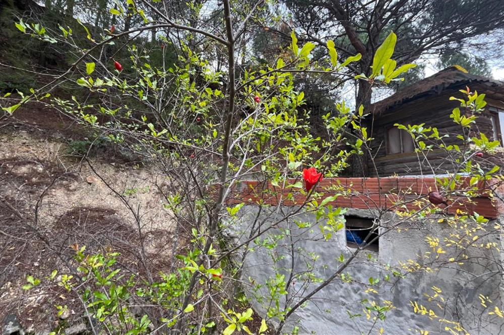 CENTRUY 21 BAL'DAN  EDREMİT HACIASLANLAR MAHALLESİ SATILIK ZEYTİNLİK