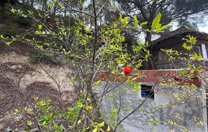 CENTRUY 21 BAL'DAN  EDREMİT HACIASLANLAR MAHALLESİ SATILIK ZEYTİNLİK