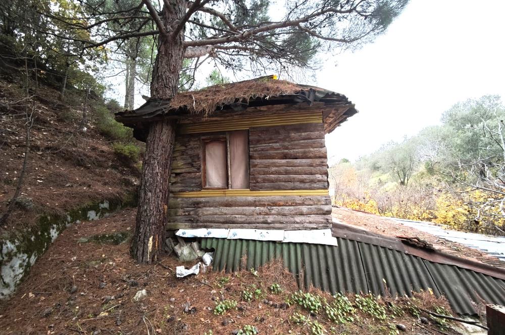 CENTRUY 21 BAL'DAN  EDREMİT HACIASLANLAR MAHALLESİ SATILIK ZEYTİNLİK