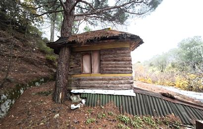 CENTRUY 21 BAL'DAN  EDREMİT HACIASLANLAR MAHALLESİ SATILIK ZEYTİNLİK