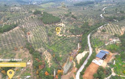 CENTRUY 21 BAL'DAN  EDREMİT HACIASLANLAR MAHALLESİ SATILIK ZEYTİNLİK