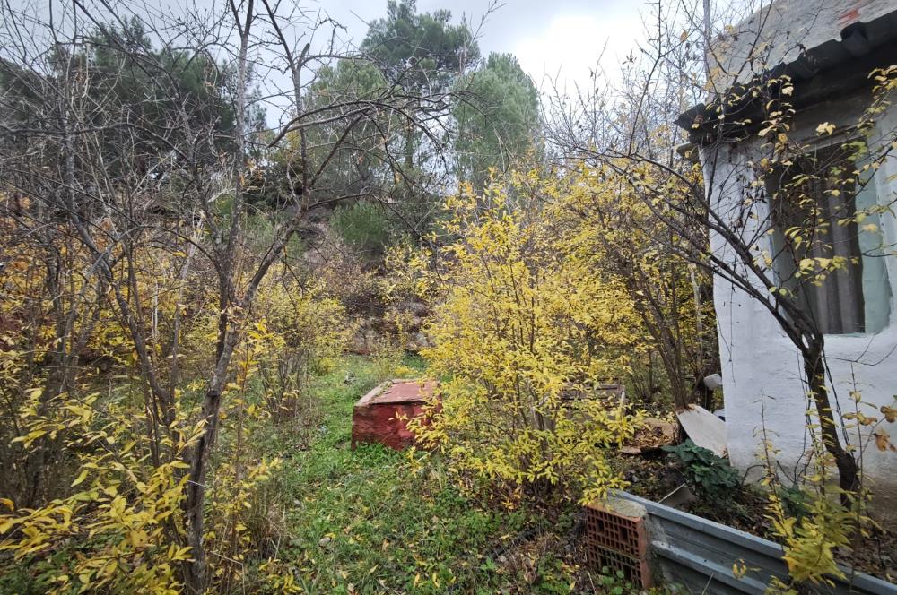 CENTRUY 21 BAL'DAN  EDREMİT HACIASLANLAR MAHALLESİ SATILIK ZEYTİNLİK