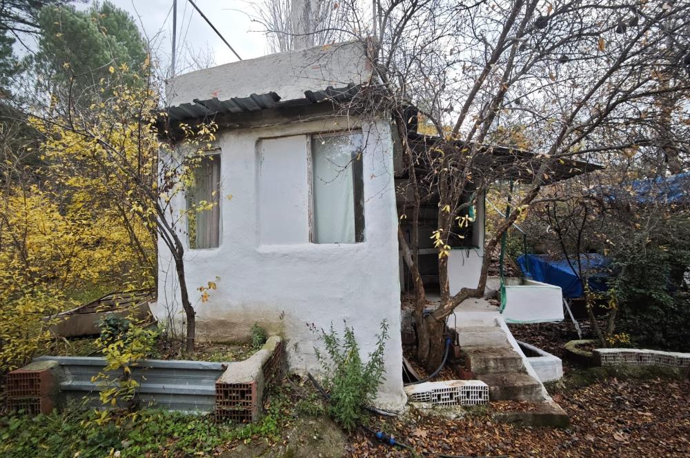 CENTRUY 21 BAL'DAN  EDREMİT HACIASLANLAR MAHALLESİ SATILIK ZEYTİNLİK