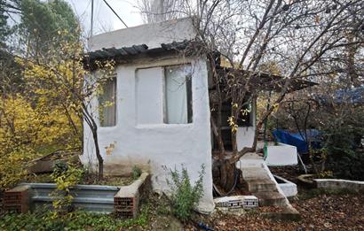 CENTRUY 21 BAL'DAN  EDREMİT HACIASLANLAR MAHALLESİ SATILIK ZEYTİNLİK