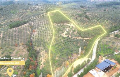 CENTRUY 21 BAL'DAN  EDREMİT HACIASLANLAR MAHALLESİ SATILIK ZEYTİNLİK