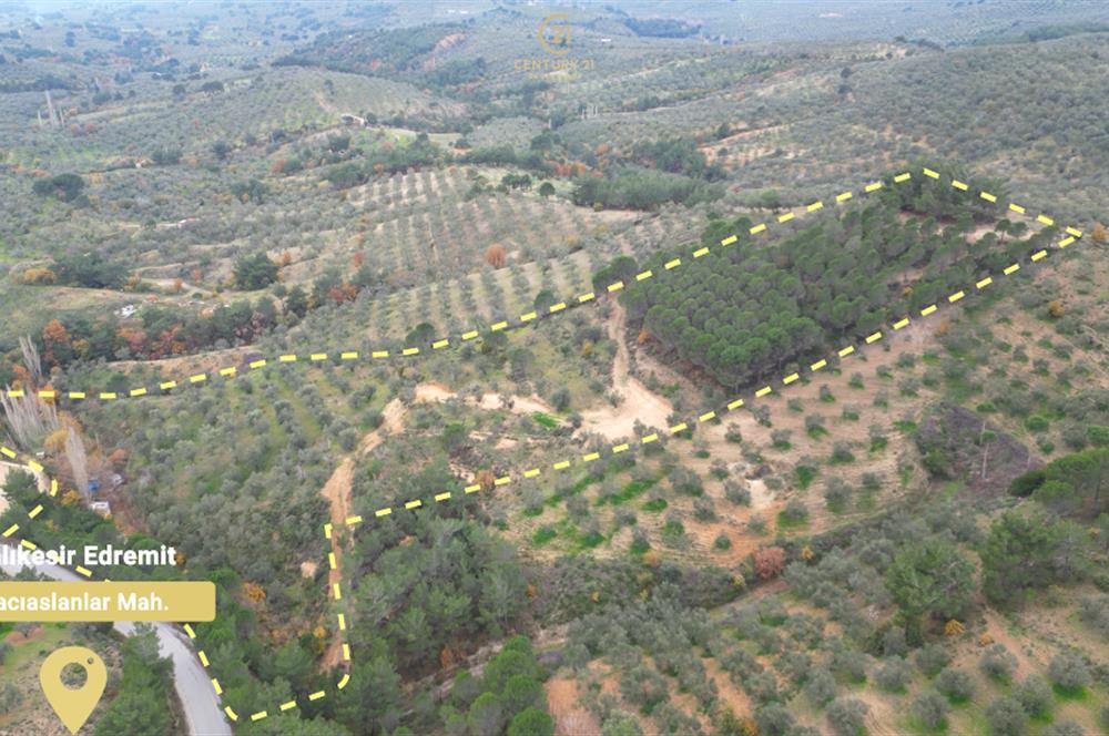 CENTRUY 21 BAL'DAN  EDREMİT HACIASLANLAR MAHALLESİ SATILIK ZEYTİNLİK