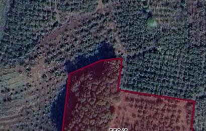 SAKARYA / FERİZLİ OZMANAĞA  ÇİFTLİK MAHALLESİ SATILIK  TARLA / FINDIK BAHÇESİ