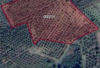 FERİZLİ OSMANAĞA ÇİFTLİĞİ MAHALLESİNDE SATILIK TARLA / FINDIK BAHÇESİ - 3 - 30840