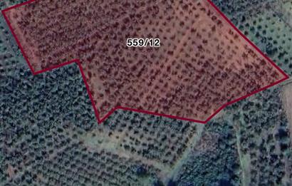 FERİZLİ OSMANAĞA ÇİFTLİĞİ MAHALLESİNDE SATILIK TARLA / FINDIK BAHÇESİ